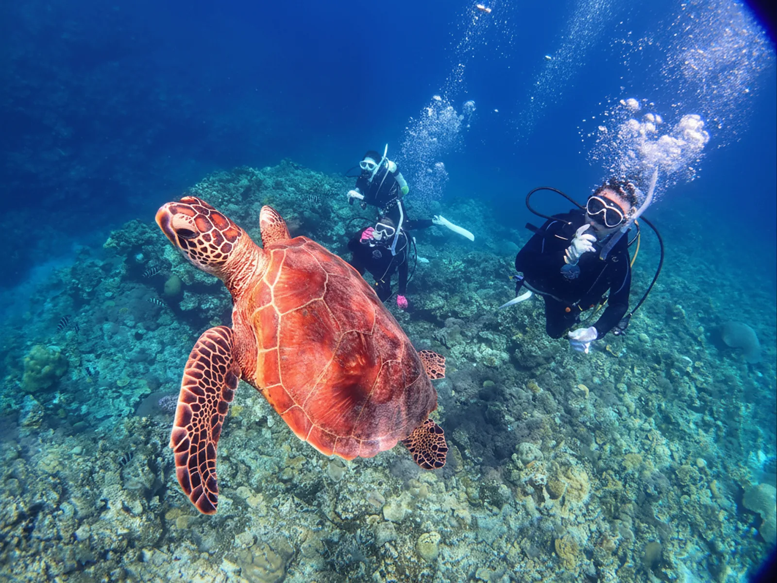 FUN DIVE 樂趣潛水