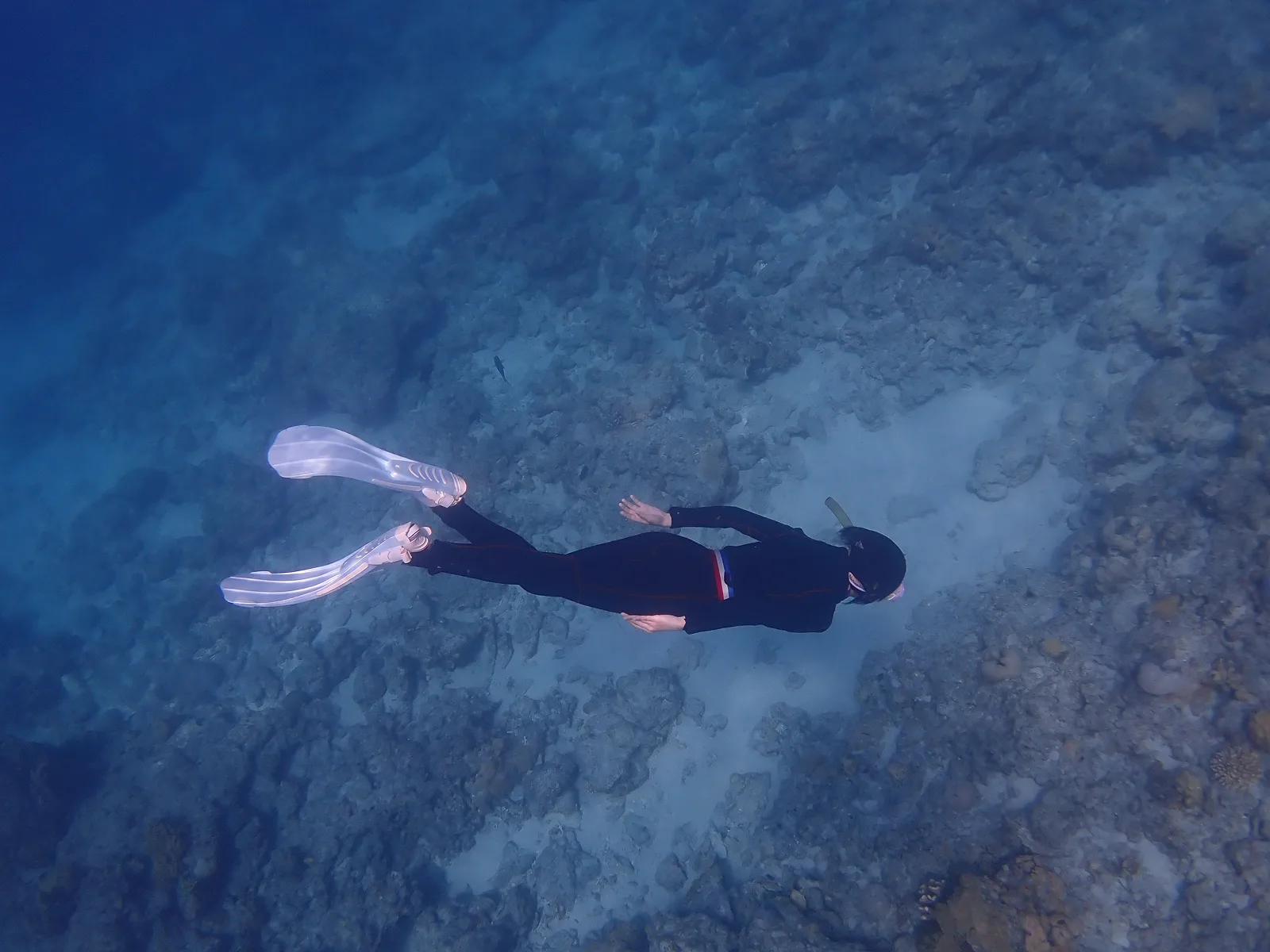 沖繩海洋生態