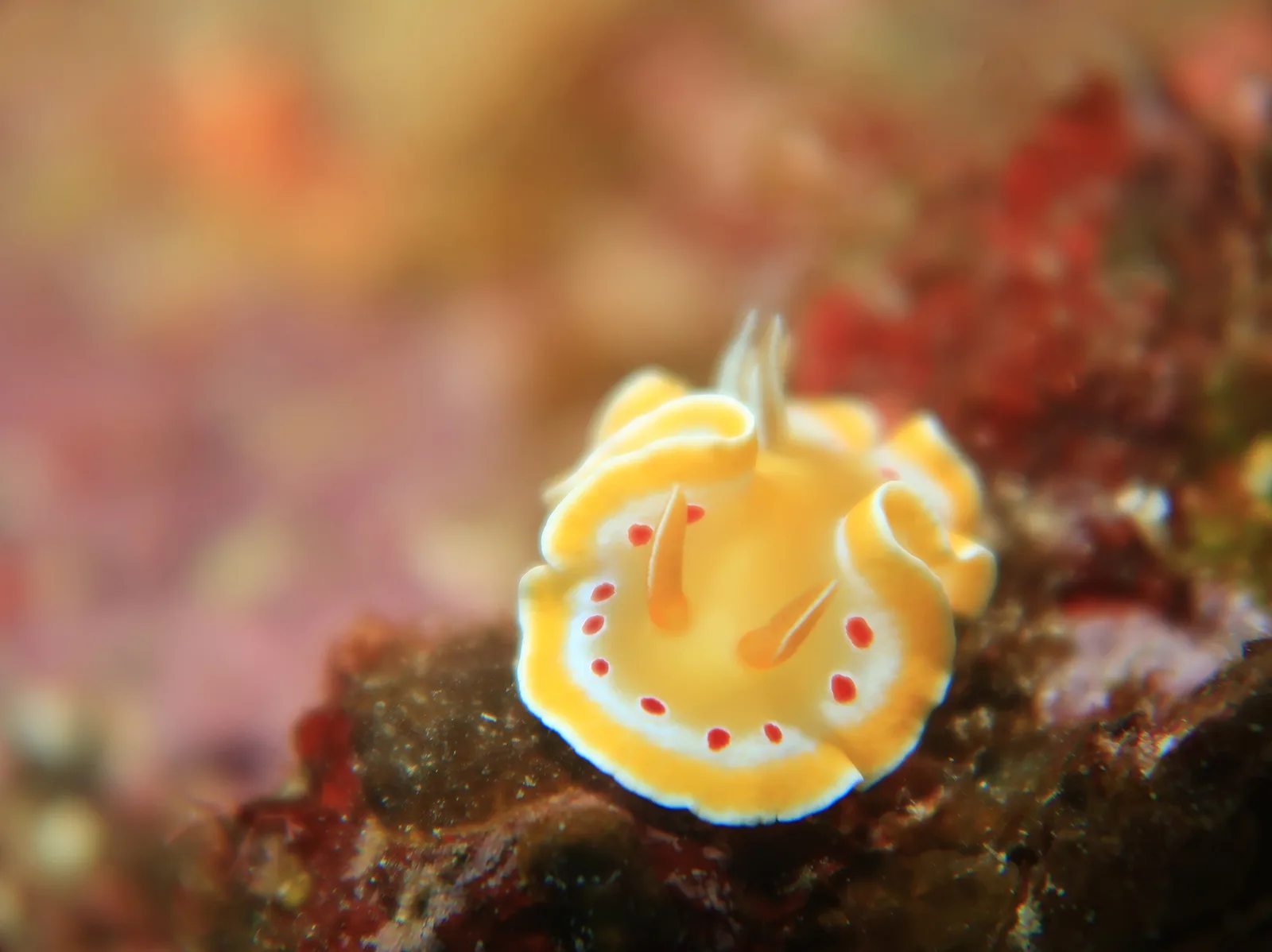 紅點彩色海蛞蝓